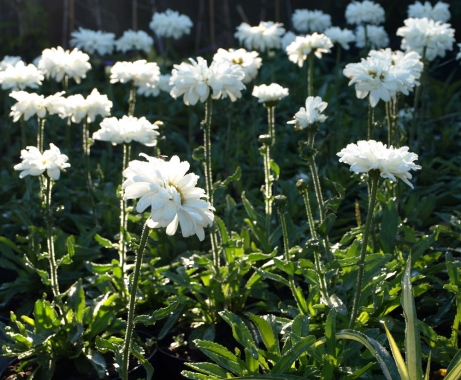 Złocień wielki (Leucanthemum superbum) 